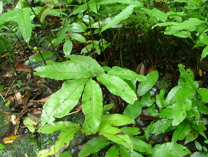 <i>Bolbitis auriculata</i> (Lam.) Alston, 1934 &copy; CBNM - Christian Fontaine