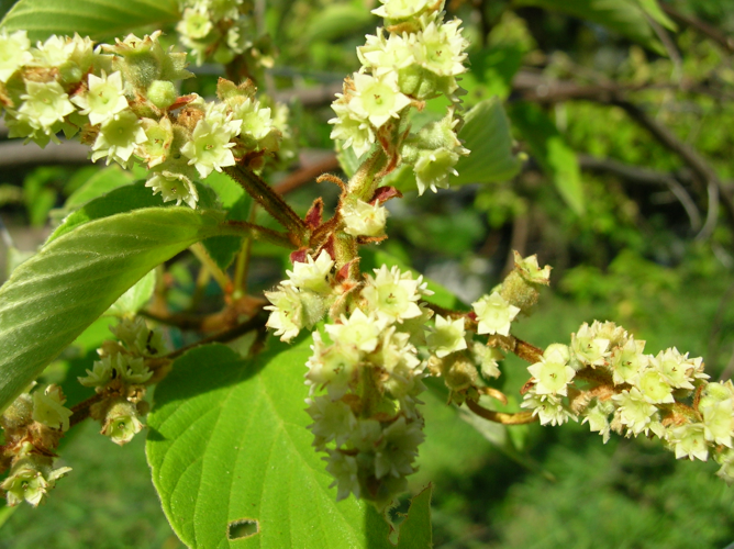 <i>Gouania mauritiana</i> Lam., 1789 &copy; CBNM - Sonia Francoise