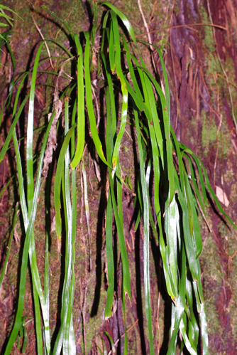 <i>Haplopteris zosterifolia</i> (Willd.) E.H.Crane, 1998 &copy; CBNM - Christian Fontaine