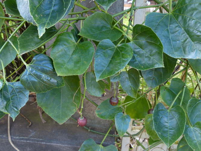 <i>Cissus anulata</i> Desc., 1995 &copy; Naturalistes de Mayotte - René Arhel