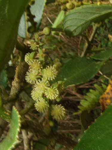 <i>Claoxylon setosum</i> Coode, 1979 &copy; Particulier - Joël Dupont