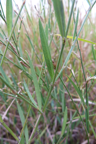 <i>Alysicarpus bupleurifolius</i> (L.) DC., 1825 &copy; CBNM - Marie Lacoste
