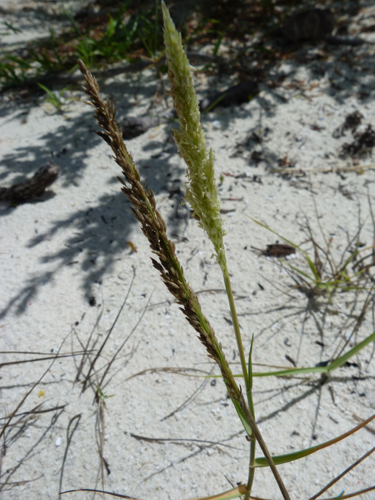 <i>Sporobolus virginicus</i> (L.) Kunth, 1829 &copy; CBNM - Jean Hivert