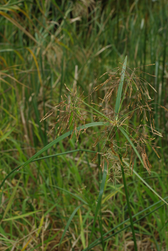 <i>Cyperus expansus</i> Poir., 1806 &copy; CBNM - Christian Fontaine