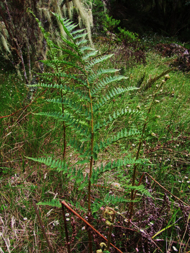 <i>Dryopteris pentheri</i> (Krasser) C.Chr., 1905 &copy; Particulier - Joël Dupont