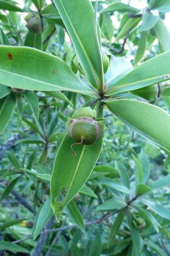 <i>Foetidia mauritiana</i> Lam., 1788 &copy; CBNM - Jean Hivert