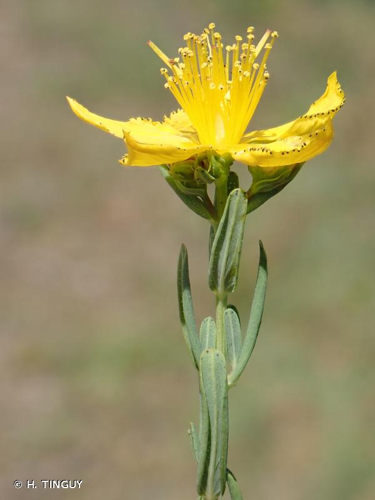 <i>Hypericum perforatum </i>var.<i> angustifolium</i> DC., 1815 &copy; H. TINGUY