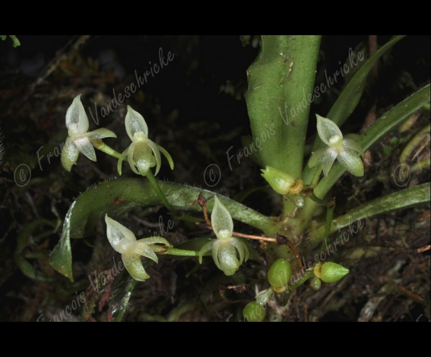<i>Angraecum cordemoyi</i> Schltr., 1918 &copy; F.Vandeschricke