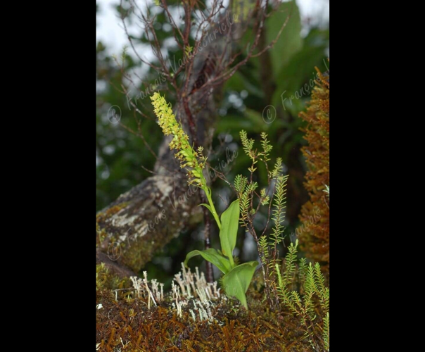 <i>Benthamia nigrescens</i> Schltr., 1916 &copy; F.Vandeschricke