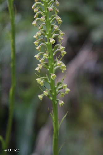 <i>Benthamia latifolia</i> (Thouars) A.Rich., 1828 &copy; D. Top