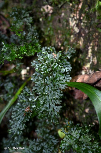 <i>Hymenophyllum tenellum</i> (Jacq.) Kuhn, 1868 &copy; V. Boullet