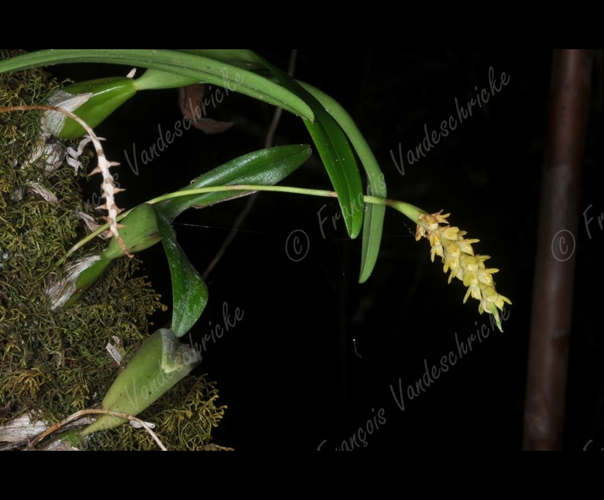 <i>Bulbophyllum bernadetteae</i> variante jaune J.-B.Castillon, 2012 &copy; F.Vandeschricke