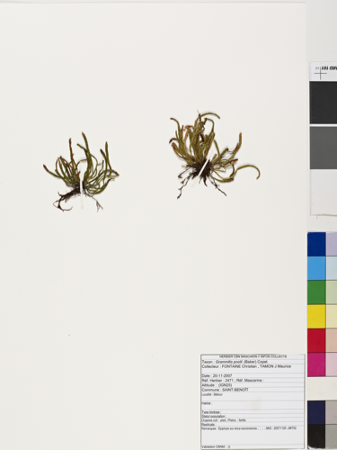 <i>Enterosora sprucei</i> (Hook.) Parris, 2002 &copy; CBNM - Herbier CBNM