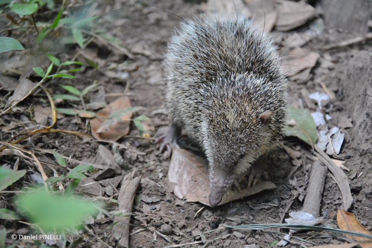 <I>Tenrec ecaudatus (Schreber, 1777)</i> &copy; Daniel PINELLI