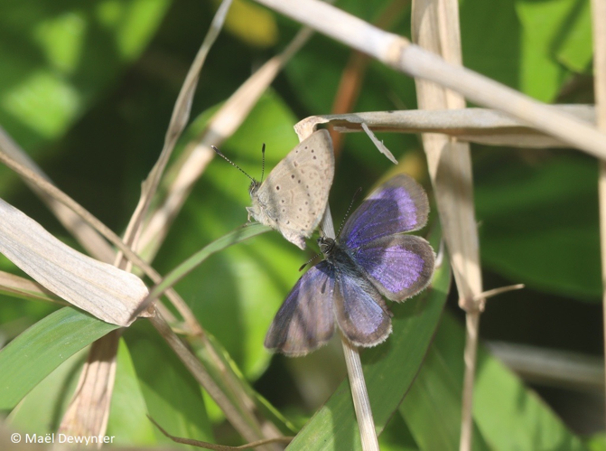 <i>Zizeeria knysna (Trimen, 1862)</i> &copy; © Maël Dewynter