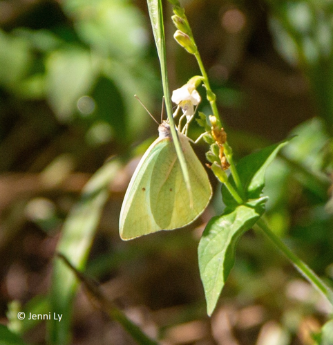 <i>Catopsilia florella (Fabricius, 1775)</i> &copy; © Jenni Ly