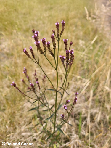 <i>Verbena brasiliensis Vell., 1829</i> &copy; © Roland Godon