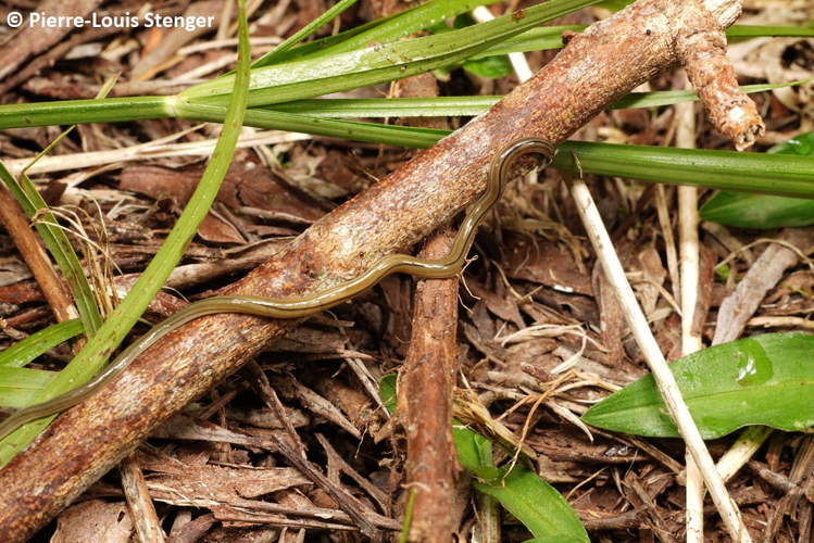 <i>Bipalium kewense Moseley, 1878</i> &copy; Pierre-Louis Stenger