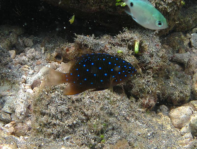 <i>Plectroglyphidodon lacrymatus</i> (Quoy & Gaimard, 1825) &copy; P. Bourjon