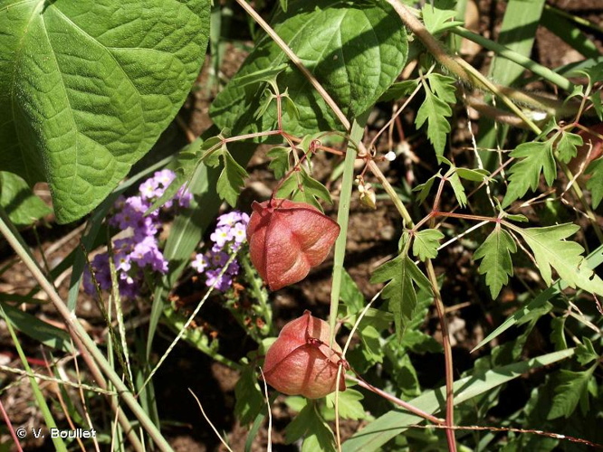<i>Cardiospermum halicacabum </i>var.<i> microcarpum</i> (Kunth) Blume, 1847 &copy; V. Boullet