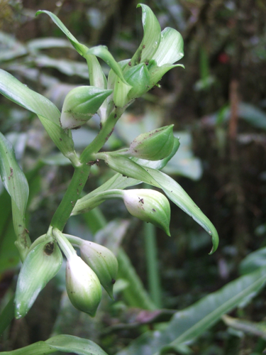 <i>Gastrorchis lutea subsp. longibracteata</i> (S.Moore) P.Bernet, 2011 &copy; CBNM - Jean Hivert