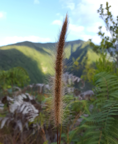 <i>Cenchrus polystachios (L.) Morrone, 2010</i> &copy; François Rousseu