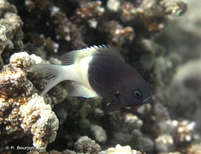 <i>Chromis dimidiata</i> auct. non (Klunzinger, 1871) &copy; P. Bourjon