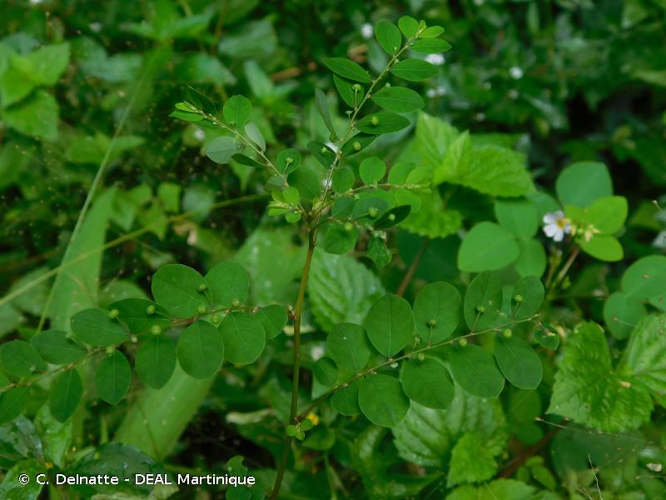 <i>Phyllanthus tenellus</i> Roxb., 1832 &copy; C. Delnatte - DEAL Martinique