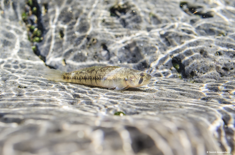 <i>Stenogobius polyzona (Bleeker, 1867)</i> &copy; Yannick Gouguenheim