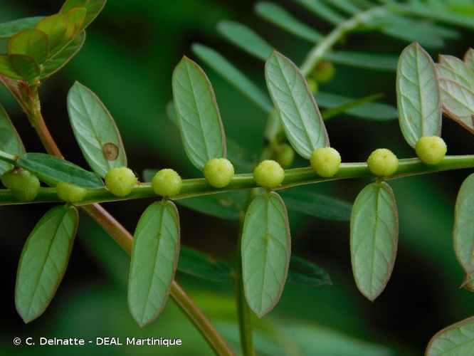 <i>Phyllanthus urinaria</i> L., 1753 &copy; C. Delnatte - DEAL Martinique