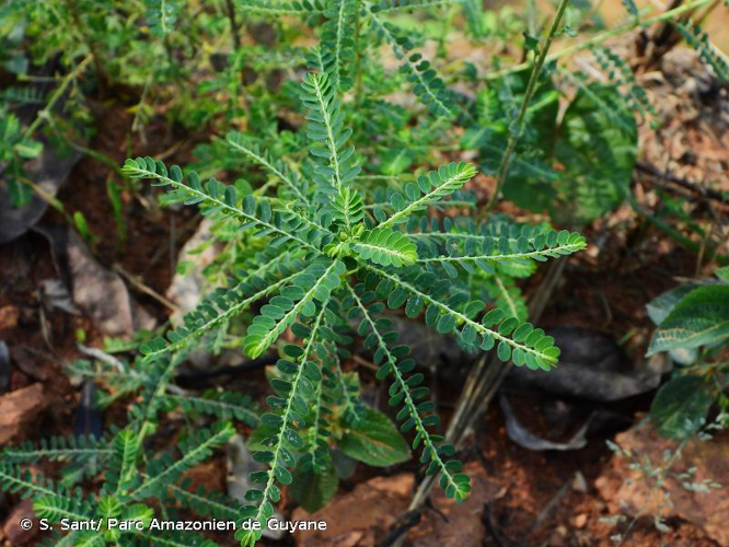 <i>Phyllanthus amarus</i> Schumach., 1827 &copy; S. Sant/ Parc Amazonien de Guyane