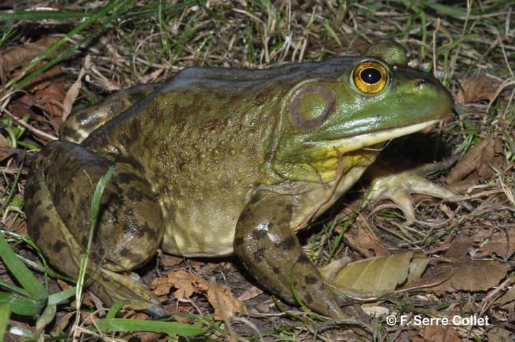<i>Lithobates catesbeianus</i> (Shaw, 1802) &copy; F. Serre Collet