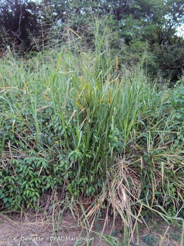 <i>Urochloa maxima</i> (Jacq.) R.D.Webster, 1987 &copy; C. Delnatte - DEAL Martinique