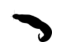 Acanthocéphales